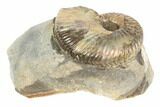 Iridescent Fossil Ammonite (Discoscaphites) - South Dakota #189328-2